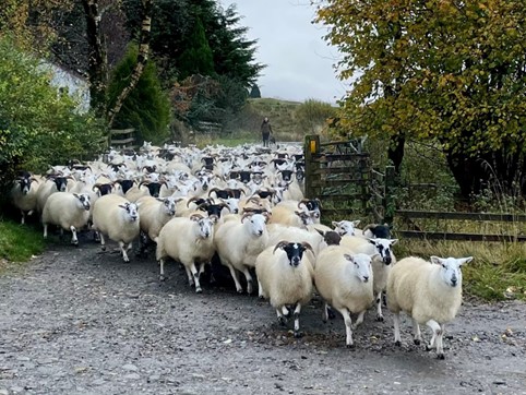 Sheep in road