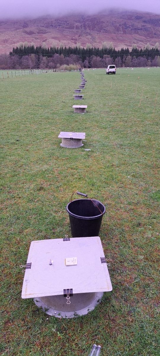 A grassy field with multiple static chambers for nitrous oxide gas flux sampling placed in the ground in a line stretching into the distance.. 