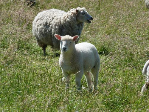 Sheep in a field