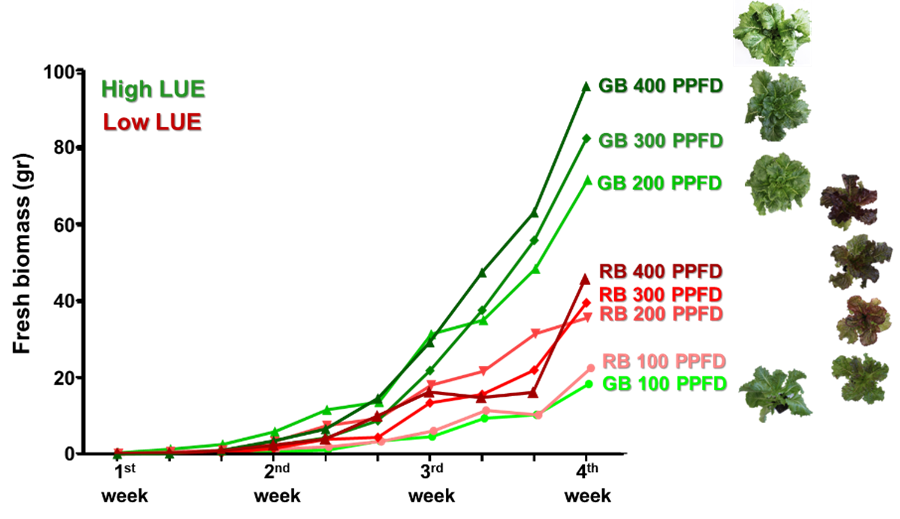 Figure 1. Growth in green and red lettuce varieties under different light intensities (photosynthetic photon flux density, PPFD).