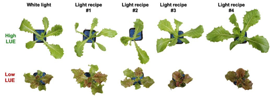 Figure 2. Green and red lettuce grown under different light quality by combining green, blue, red and far-red wavelengths in different recipes.