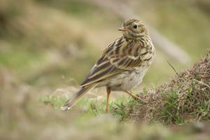 Photo Credit: Paul Cooper. Meadow Pipit.