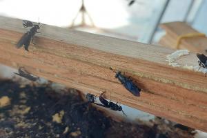 Black Soldier Flies