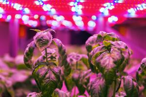 Basil growing in a vertical farm