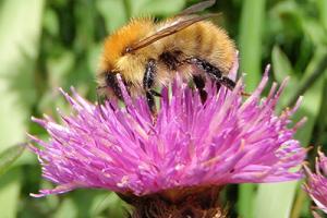 Bee landing on flower