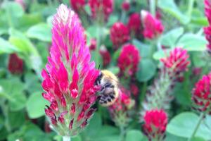 Bee pollinating a flower