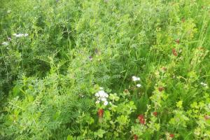 wildflowers