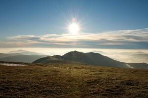 Sunny mossy landscape