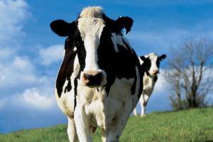 Dairy Cow