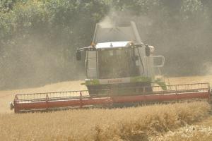 Harvesting Oats