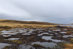 Peatland
