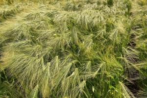 Field of barley