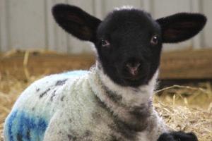 Young lamb