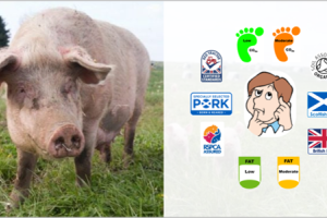 A pig and an infographic of the consumer considering different pork labels