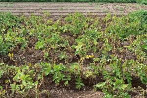 Potato plants infected with potato cyst nematode