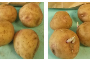 Sprouting potatoes