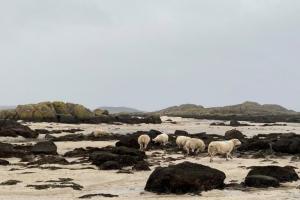 Flock of sheep grazing on seaweed on North Ronaldsay