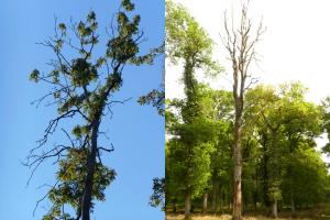 Ash tree dying from ash dieback and dead oak tree