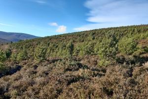 Tree landscape