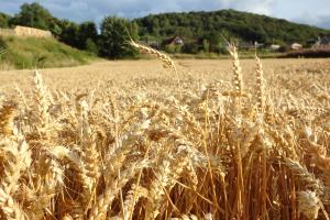 Agricultural Field