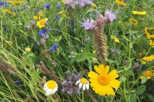 Wildflowers