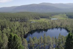 Arial shot of woodland with and loch with hills in the distant background