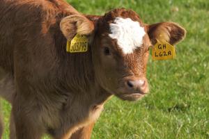 Calf