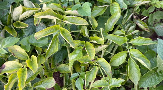Symptomatic PLRV-infected potato plants. Photo credit: Dr Eugene Ryabov.