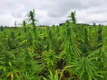 Hemp project picture