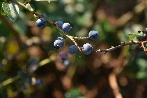 Blueberries on branch