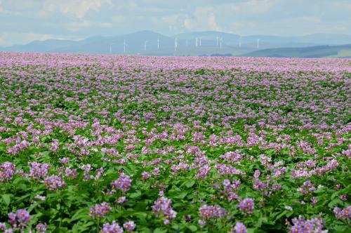 Photo credit: James Hutton Institute - potato field