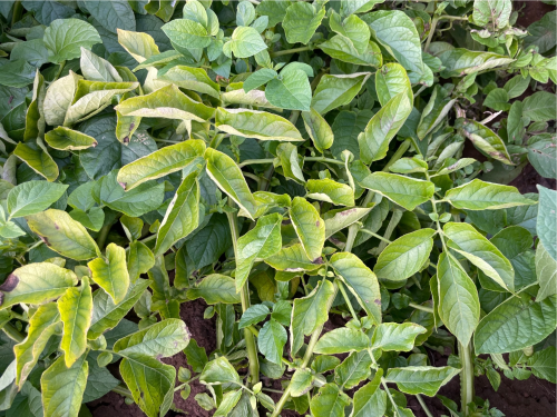 Symptomatic PLRV-infected potato plants. Photo credit: Dr Eugene Ryabov.